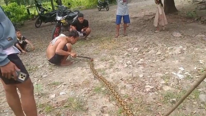 Ular Piton 5 Meter Mati Ditebas Warga gegara Kerap Mangsa Ayam di Polman