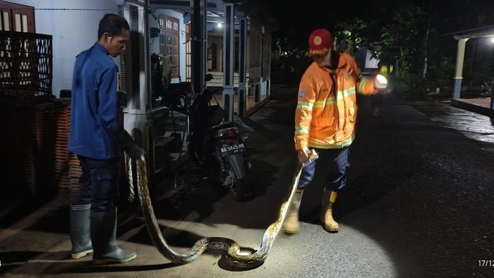 Kepergok Mangsa Ayam Warga Pundong, Sanca 2 Meter Ditangkap