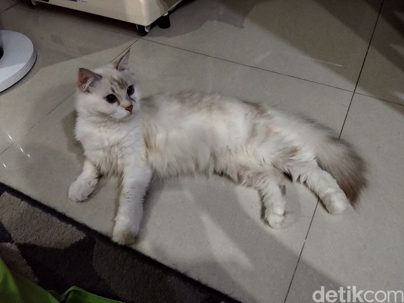 Hasil foto Realme C85 Pro