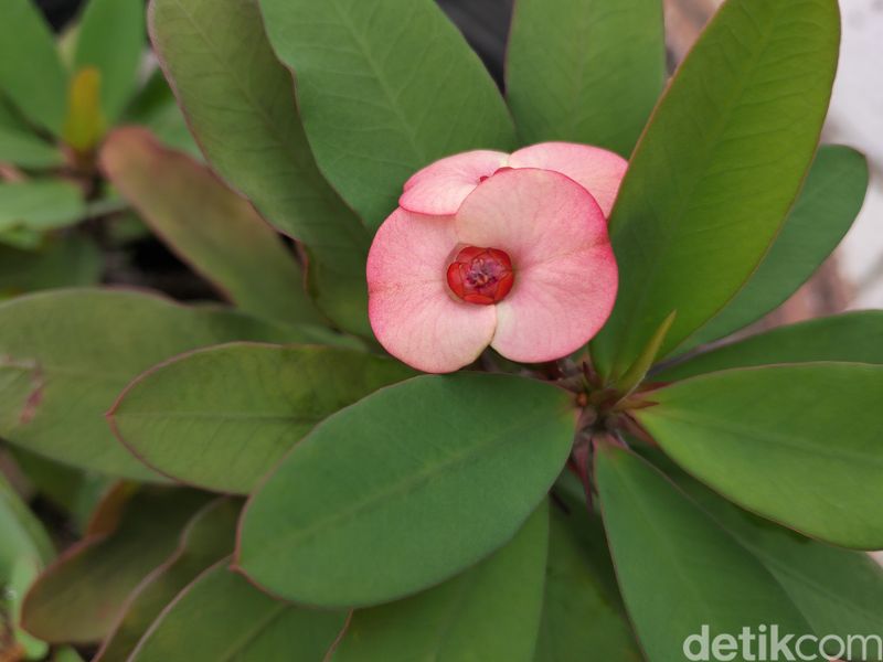 Hasil foto Realme C85 Pro