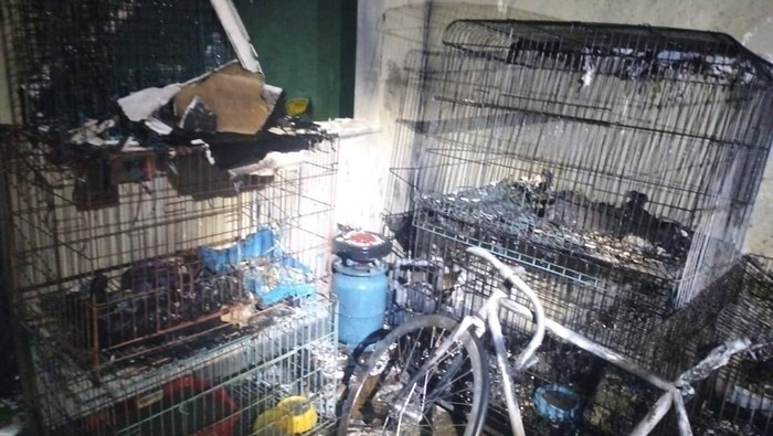 6 Ekor Kucing Terpanggang Saat Garasi Rumah di Surabaya Terbakar