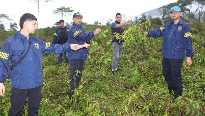 Demi Cuan, 3 Sekawan Rusak Lahan Kebun Teh di Garut