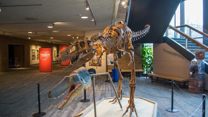 Sudah Lama Nanotyrannus lancensis Dikira T-rex Remaja, Eh Ternyata Bukan!