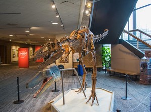 Sudah Lama Nanotyrannus lancensis Dikira T-rex Remaja, Eh Ternyata Bukan!