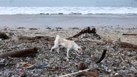 Seekor anjing melintas di antara tumpukan sampah di Pantai Kedonganan, menggambarkan dampak serius pencemaran terhadap lingkungan pesisir. REUTERS/Johannes P. Christo