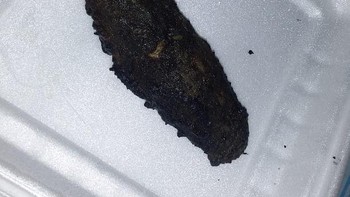 Lele yang dikutuk jadi batu. Foto: Instagram/_sadfood