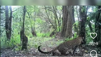 Puluhan Kamera Trap Dipasang Pantau Macan Tutul di Gunung Lawu