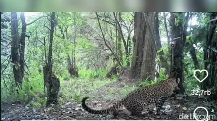Viral Lagi Kemunculan Macan Tutul di Gunung Lawu