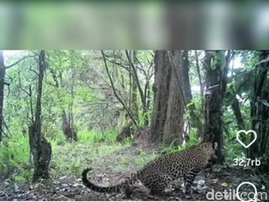 Puluhan Kamera Trap Dipasang Pantau Macan Tutul di Gunung Lawu