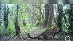 Macan Tutul Muncul di Tawangmangu, 42 Kamera Trap Dipasang di Gunung Lawu