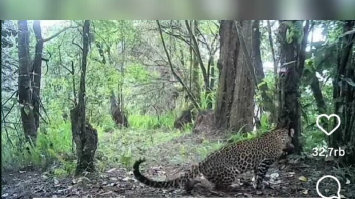 Macan Tutul Terekam di Gunung Lawu, Begini Kata Perhutani