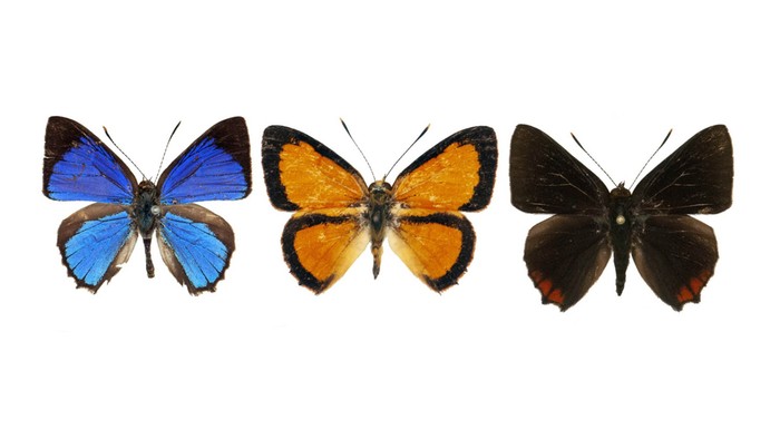 Hypochrysops khusus, Hypochrysops borneensis, dan Hypochrysops latebras.  ©Chris Müller