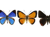 Hypochrysops Borneensis, Spesies Kupu-kupu Baru dari Kalimantan