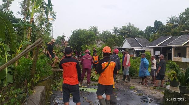 Penampakan pohon yang tumbang buntut hujan deras dan angin kencang di Sleman, Sabtu (20/12/2025).