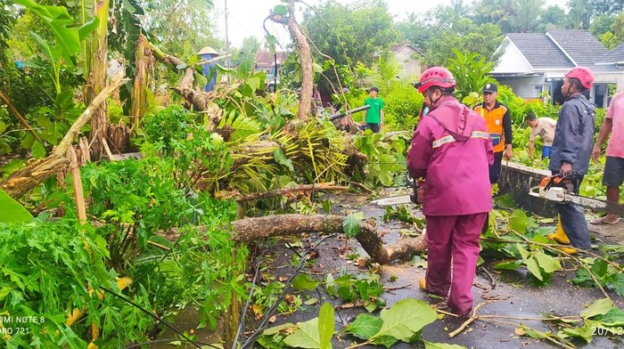 Hujan dan Angin Kencang Landa Sleman, Belasan Pohon Tumbang-Gazebo Roboh