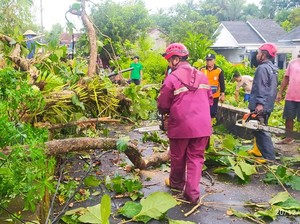 Hujan dan Angin Kencang Landa Sleman, Belasan Pohon Tumbang-Gazebo Roboh