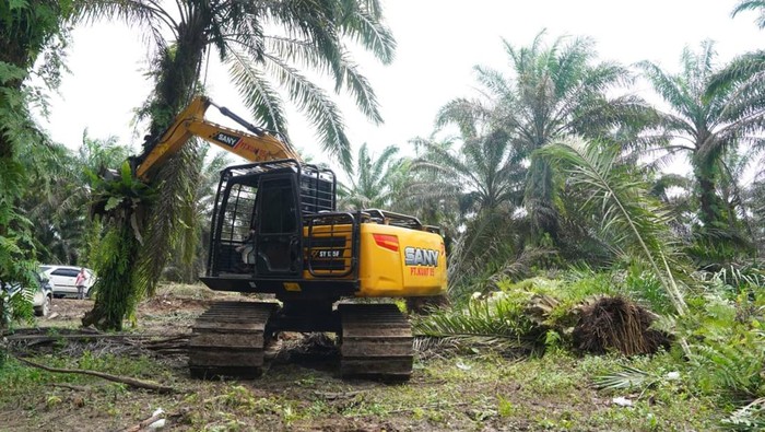 Langkah Nyata Pemulihan Tesso Nilo: Sawit Ditumbangkan, Hutan Dikembalikan