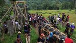 Ritual Rambu Solo Toraja Utara, Warga Gelar Prosesi Tarik Batu Simbol Keabadian