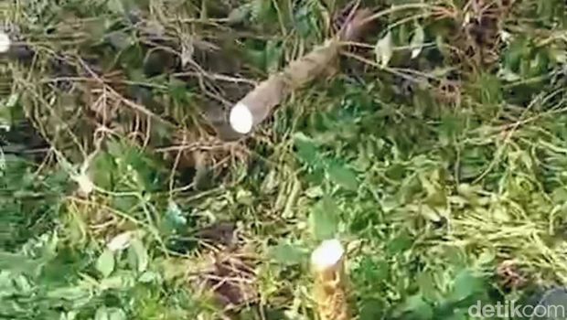 ribuan pohon kopi produktif milik PTPN I Region 5 di Desa Kaligedang Ijen Dibabat OTK ribuan pohon kopi produktif milik PTPN I Region 5 di Desa Kaligedang Ijen Dibabat OTK