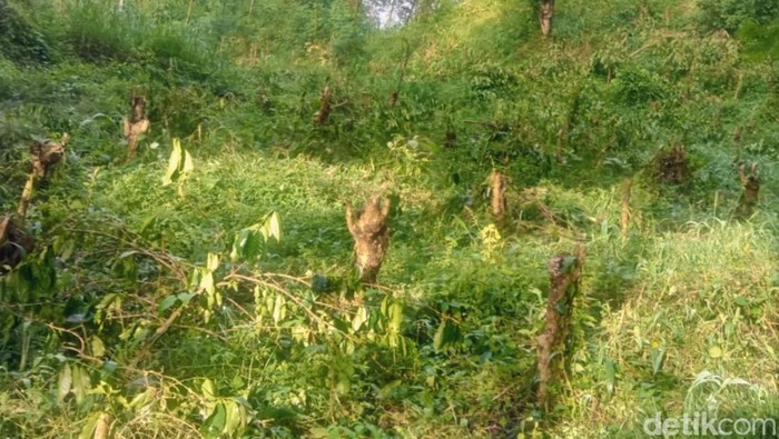 Belasan Ribu Pohon Kopi PTPN I di Ijen Kembali Ditebangi OTK