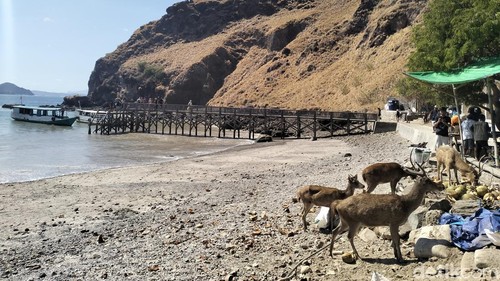 Rusa di Pulau Padar, Taman Nasional Komodo, Labuan Bajo, Manggarai Barat, NTT.