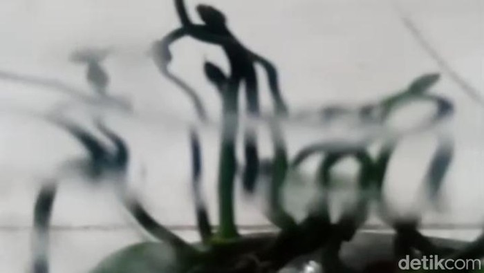 Puluhan Ular Viper Hijau Berpencar di Halaman Warga Juwiring Klaten