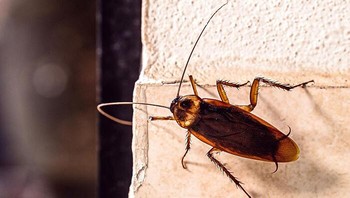 Kecoa dapat hidup selama seminggu tanpa kepalanya. Foto: Bored Panda