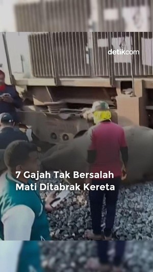 Video: 7 Gajah Tak Bersalah Mati Ditabrak Kereta
