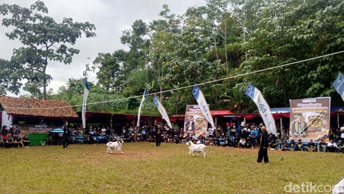 Kala Adu Ketangkasan Domba Garut Meriahkan Sumedang