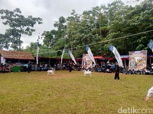 Kala Adu Ketangkasan Domba Garut Meriahkan Sumedang