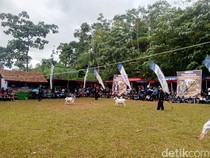 Kala Adu Ketangkasan Domba Garut Meriahkan Sumedang
