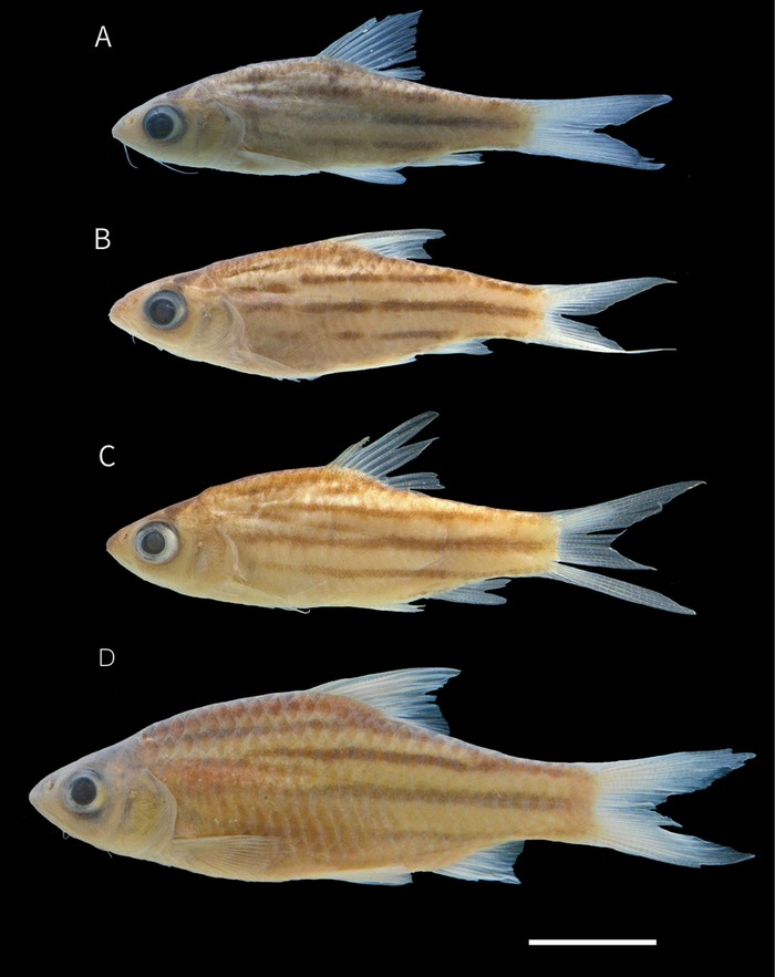 Ini Spesies Baru Sungai Mahakam, Si Ikan Air Tawar Mini