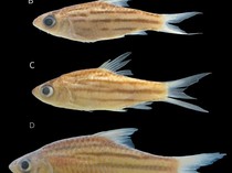 Ikan Mini Bermata Besar, Spesies Anyar Penghuni Sungai Mahakam