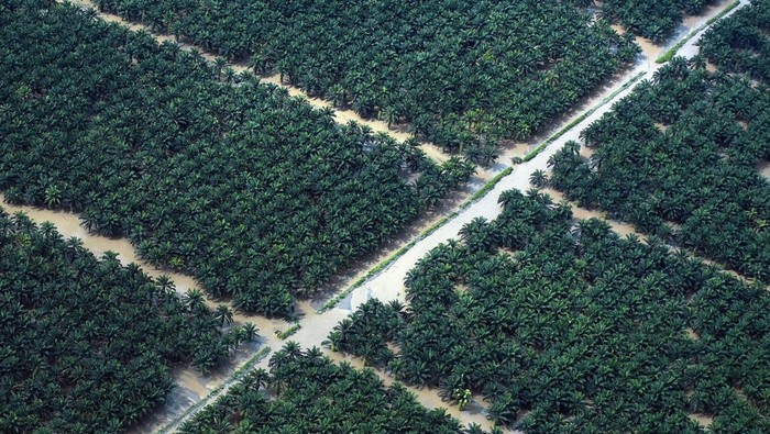 Foto Udara Perkebunan Sawit Pasaman Barat Masih Dikepung Banjir Foto udara tempat tinggal karyawan perusahaan dan kawasan perkebunan sawit yang masih terendam banjir di Kinali, Pasaman Barat, Sumatera Barat, Minggu (21/12/2025). Memasuki pekan ketiga pasca banjir bandang Sumatera Barat, kawasan perkebunan di kabupaten itu masih terendam banjir dan aktivitas sementara dihentikan. ANTARA FOTO/Iggoy el Fitra/bar