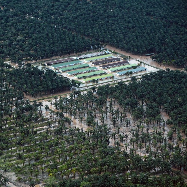 Foto Udara Perkebunan Sawit Pasaman Barat Masih Dikepung Banjir