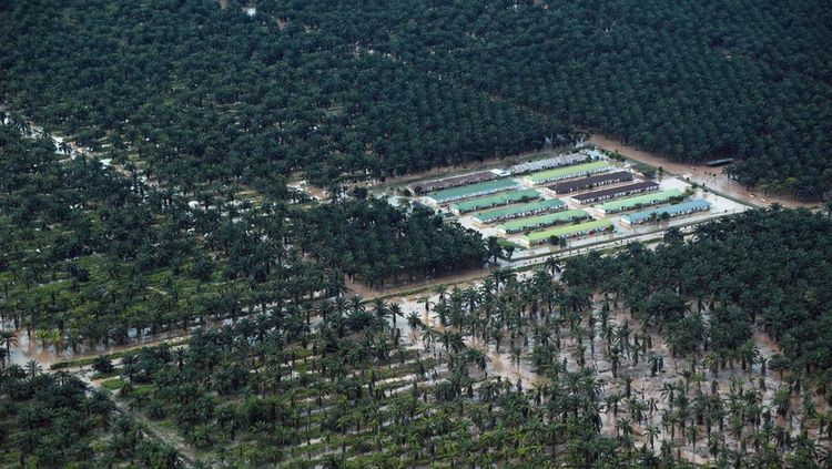 Foto Udara Perkebunan Sawit Pasaman Barat Masih Dikepung Banjir