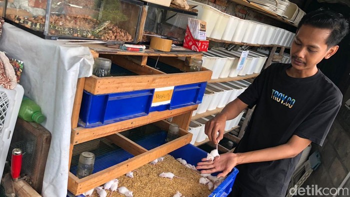 Kisah PKL Malioboro Cuan Bisnis Mencit Putih, Awalnya Tak Sengaja