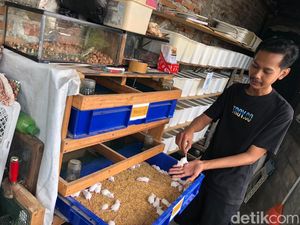Kisah PKL Malioboro Cuan Bisnis Mencit Putih, Awalnya Tak Sengaja