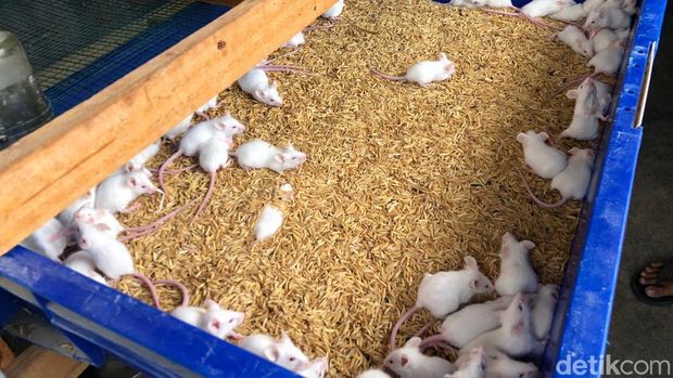 Imam Muslim (30) memamerkan Hasil budidaya mencit di rumahnya, Wirobrajan, Jogja, Jumat (19/12/2025). Imam Muslim (30) memamerkan Hasil budidaya mencit di rumahnya, Wirobrajan, Jogja, Jumat (19/12/2025).