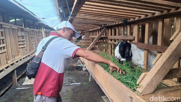 Dari Kumuh ke Tertata, Kandang Komunal Kalisat Bantu Peternak Kambing