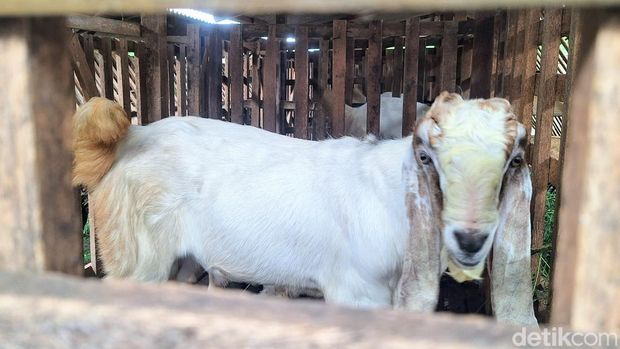 Dari Kumuh ke Tertata, Kandang Komunal Kalisat Bantu Peternak Kambing