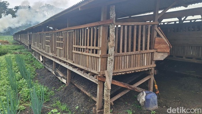 Kandang Komunal Kalisat, Program Kolektif yang Dongkrak Ekonomi Warga