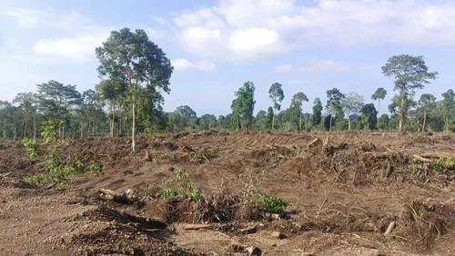 Lahan di kawasan hutan Gunung Tambora yang dikuasai perusahaan tebang tanam pohon, Minggu, (21/12/2025).