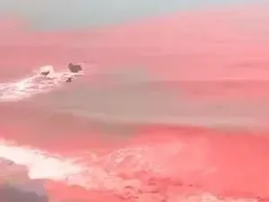 Heboh Laut Jadi Merah Darah Jadi Tanda Akhir Zaman, Ternyata Ini Sebabnya