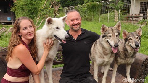 Pengunjung berinteraksi dengan kawanan serigala saat menunggu pesanan makanan di Alpha Wolf Lodge, Tabanan, Bali, Minggu (21/12/2025). (Foto: Aryo Mahendro/detikBali)