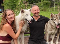 Sensasi Makan Siang Ditemani Kawanan Serigala di Alpha Wolf Lodge Tabanan