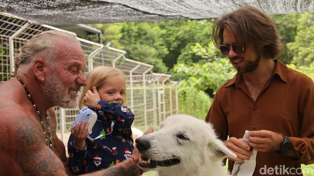 Pengunjung berinteraksi dengan seekor serigala di Alpha Wolf Lodge, Tabanan, Bali, Minggu (21/12/2025). (Foto: Aryo Mahendro/detikBali)