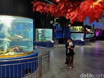 Wahana Baru Akuarium Kansae Purbasari Purbalingga, Cocok buat Liburan Nataru