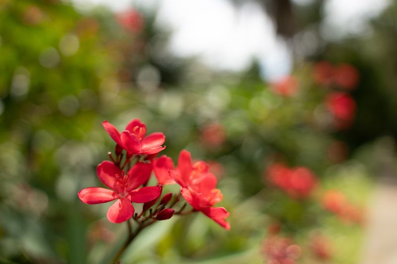 Review Tamron 25-200mm Review Tamron 25-200mm