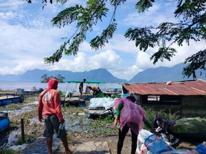 1.428 Ton Ikan Mati di Danau Maninjau, Ini Penyebabnya
